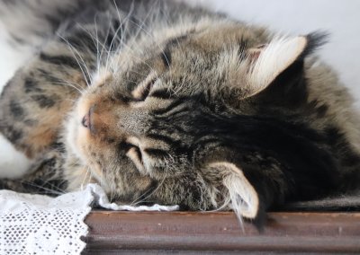 Boy Giant Maine Coon