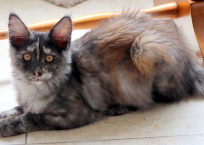 Boy Giant Maine Coon