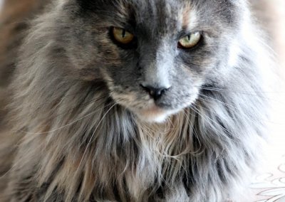 Boy Giant Maine Coon