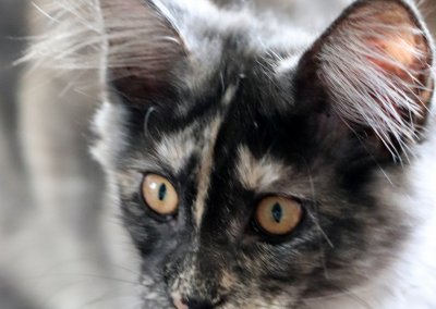 Boy Giant Maine Coon