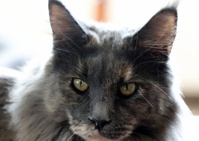 Boy Giant Maine Coon