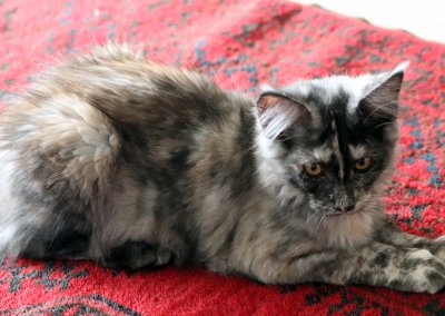Boy Giant Maine Coon