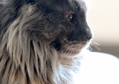 Boy Giant Maine Coon