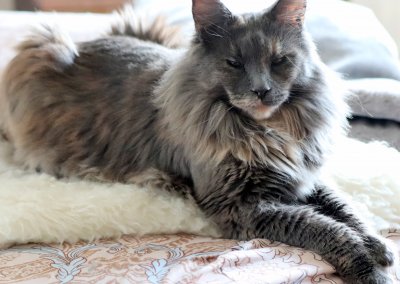 Boy Giant Maine Coon