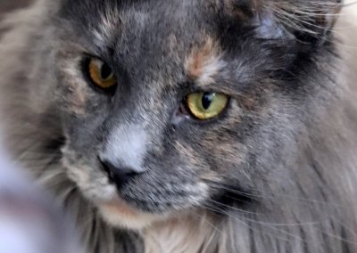 Boy Giant Maine Coon