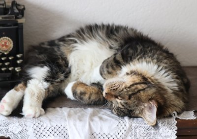 Boy Giant Maine Coon