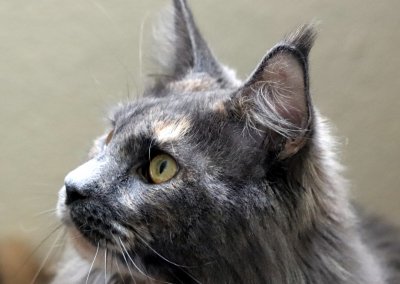 Boy Giant Maine Coon