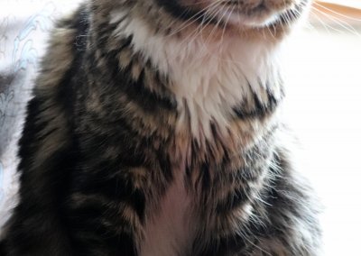Boy Giant Maine Coon