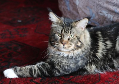 Boy Giant Maine Coon