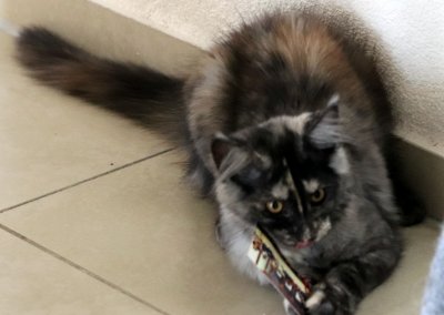 Boy Giant Maine Coon