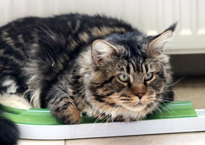 Boy Giant Maine Coon