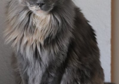 Boy Giant Maine Coon