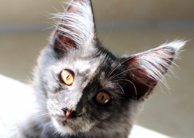 Boy Giant Maine Coon
